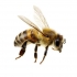 Čebelarstvo Boštjan Punčuh