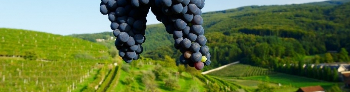 OKUSI JUGOVZHODNO SLOVENIJO