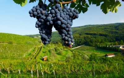 OKUSI JUGOVZHODNO SLOVENIJO